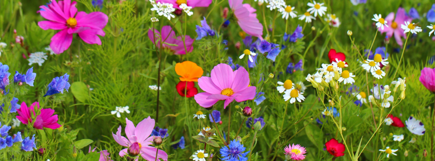 Colorful wildflowers including pink cosmos, white daisies, and blue cornflowers in British Columbia